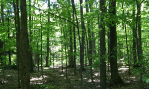 summer-woods_500x300_web summer woods