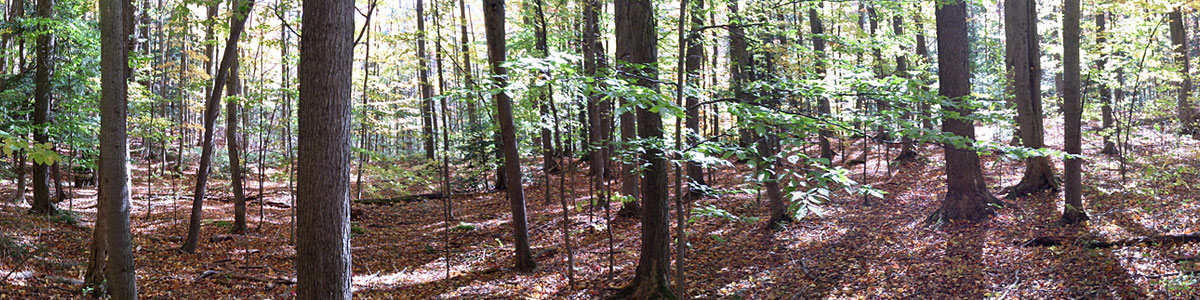 fall-woods_1200x300_web fall woods