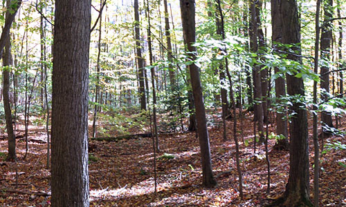fall-woods_500x300_web fall woods