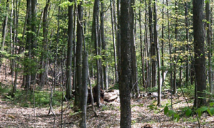 spring-woods_500x300_web DG woods in spring