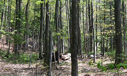 spring-woods_500x300_web DG woods in spring